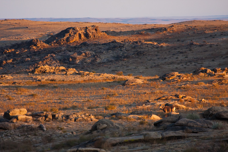 Argali At Sunrise